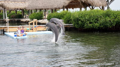Delfin Kutatóközpont