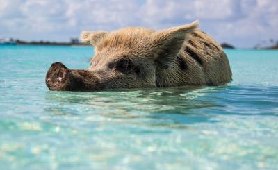Úszkáló malackák a Pig öbölben